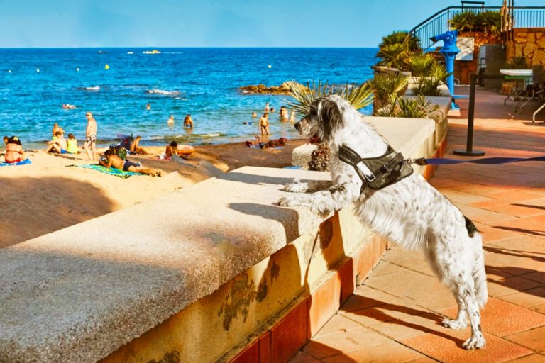 Un gos a la Roca d’en Maig de Lloret