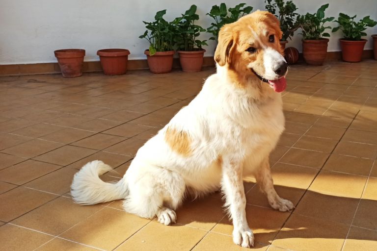 campanya xip i cens animals NRLL
