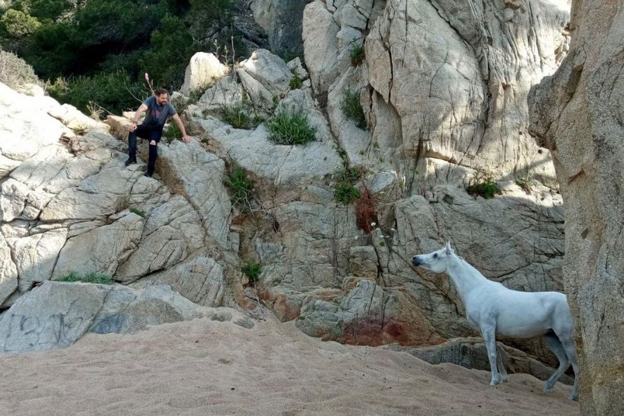 cavall 2