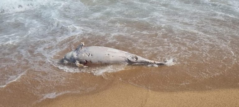 Dofí mort, trobat a Blanes