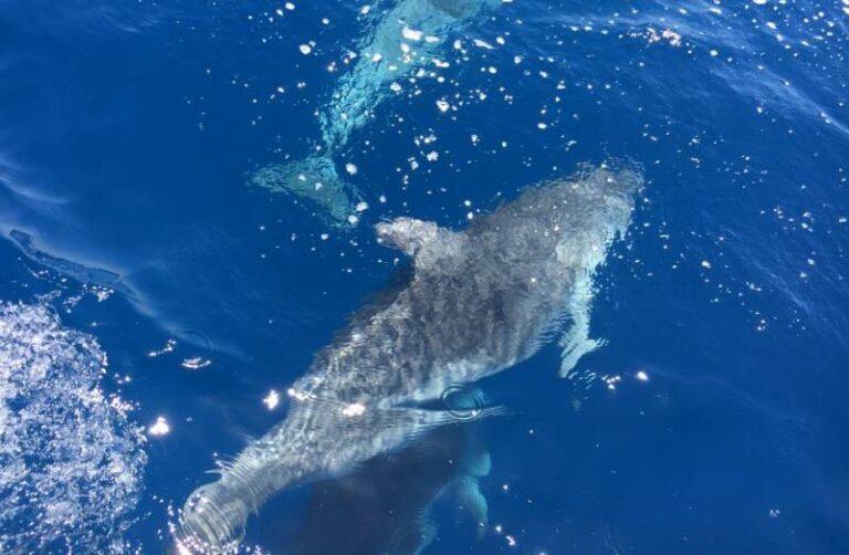 Hi ha dofins, taurons i altres espècies espectaculars, a dues milles de la costa lloretenca
