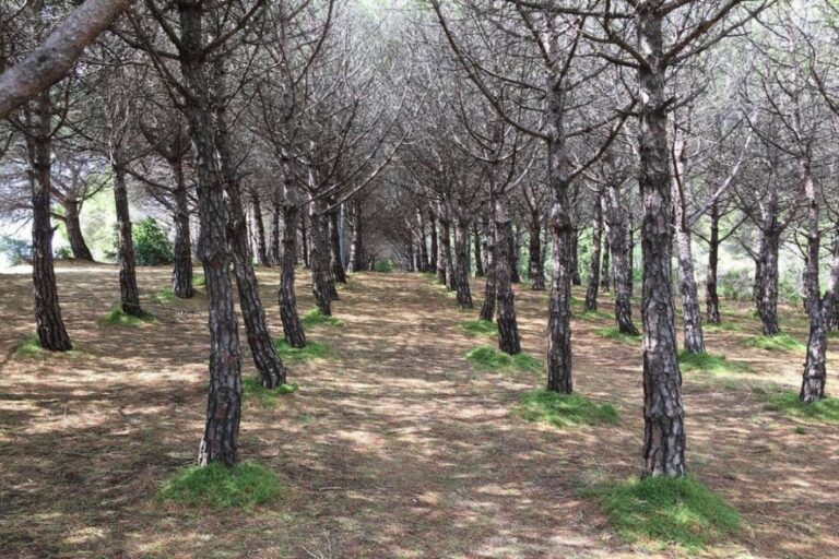 Els pins d'en Mecader (Estimem Lloret)