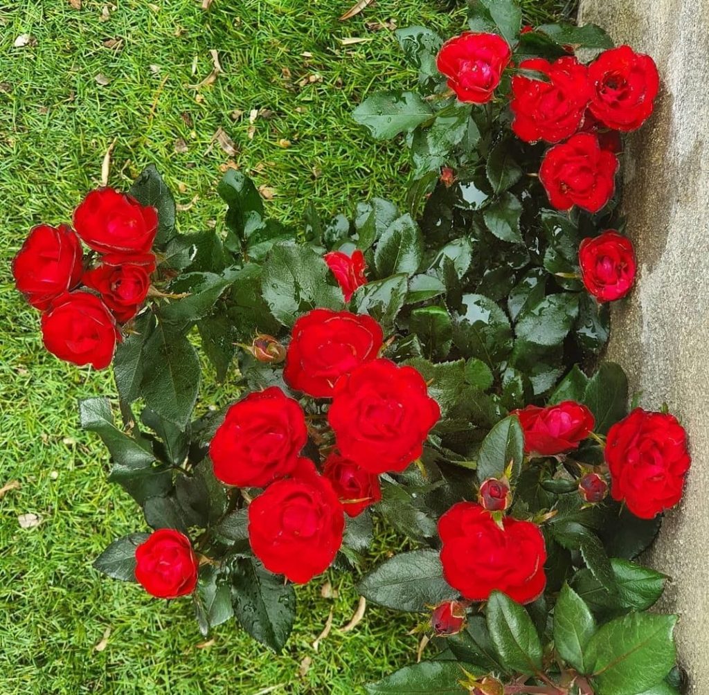 festa flors 2021 12
