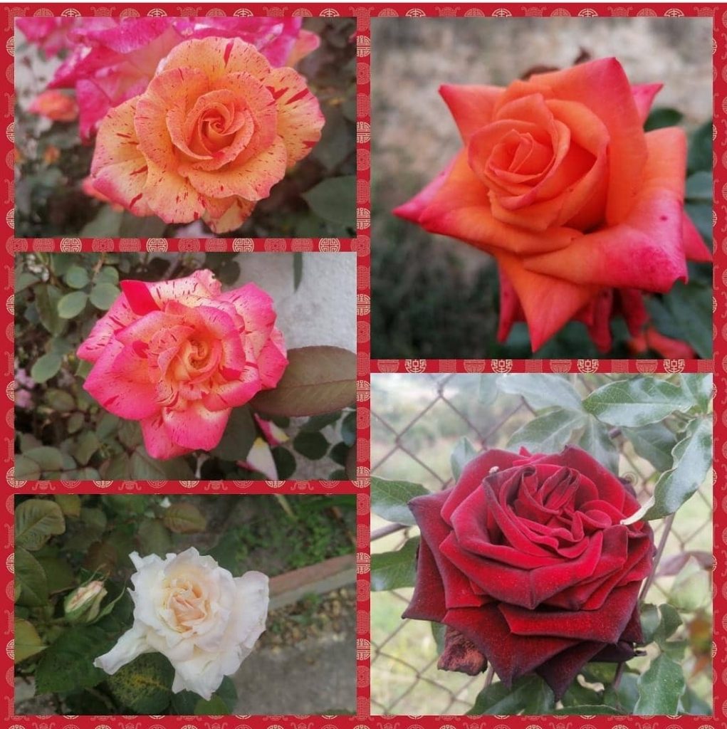 festa flors 2021 15