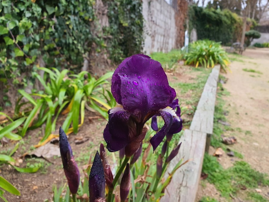 Me gusta este camino con las plantas de diferentes tonos de verde. Encontrarme esta flor, con las gotas de agua que dejó la lluvia (Adriana Daniela Dan)