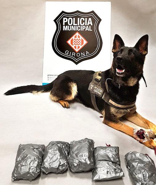 Una gossa de la Policia de Girona permet detenir un veí de Lloret, amb prop d’un quilo de droga a sobre