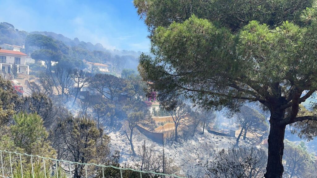 Un dels sectors cremats al terme de Lloret de Mar (Jaume Dulsat)