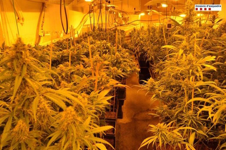 Detenen quatre homes per cultivar més de 1.200 plantes de marihuana a Lloret