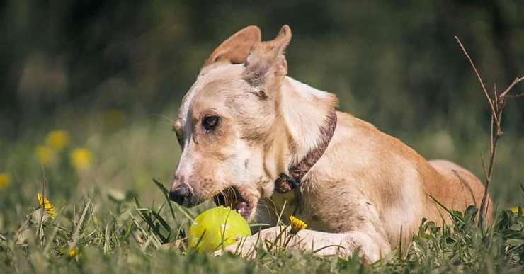 Fira contra el maltractament i l’abandonament animal, amb Cambia1vida