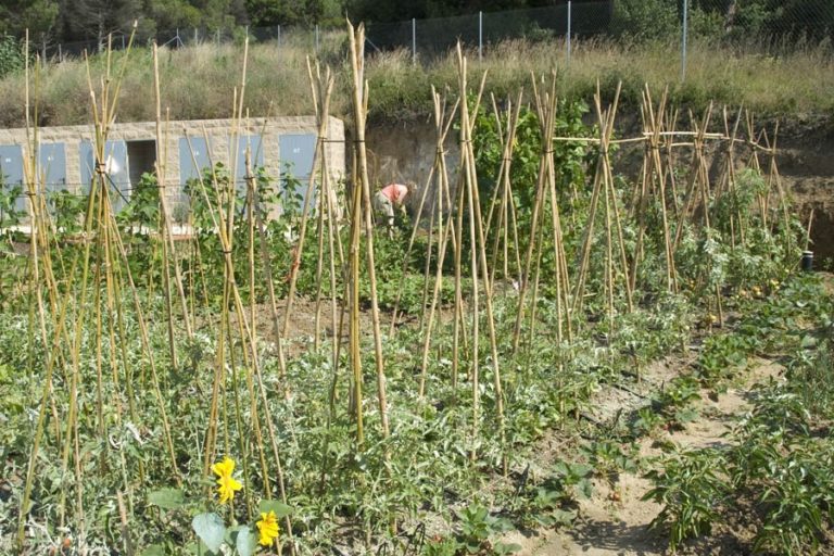 S’obre el termini per optar als horts de Can Ribalaigua