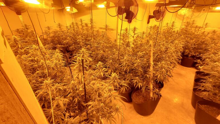 El cultiu de marihuana