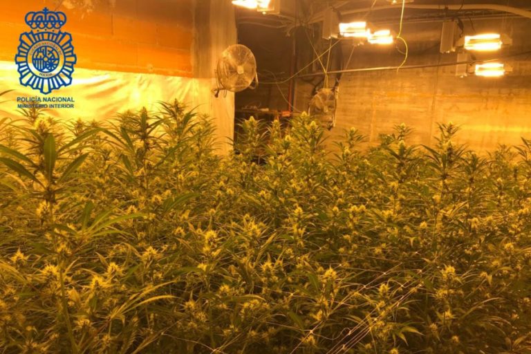 Intervenen 458 plantes de marihuana a Lloret de Mar
