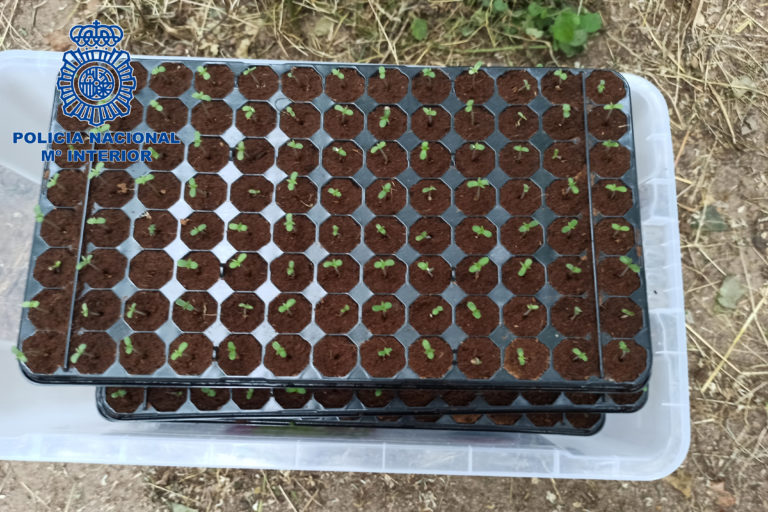 Desmantellen un cultiu de 279 plantes de marihuana i un altre amb 4.000 llavors a Lloret de Mar