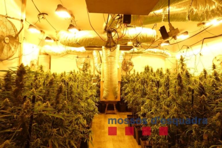 marihuana 2