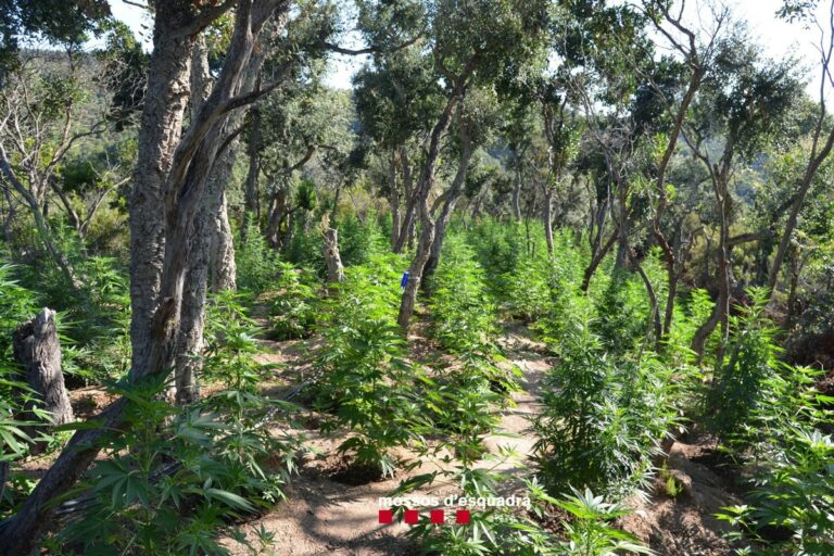 marihuana boscos de lloret