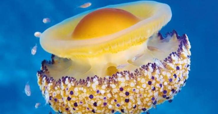 Presència destacada de les meduses ‘ou ferrat’ a les platges de Lloret