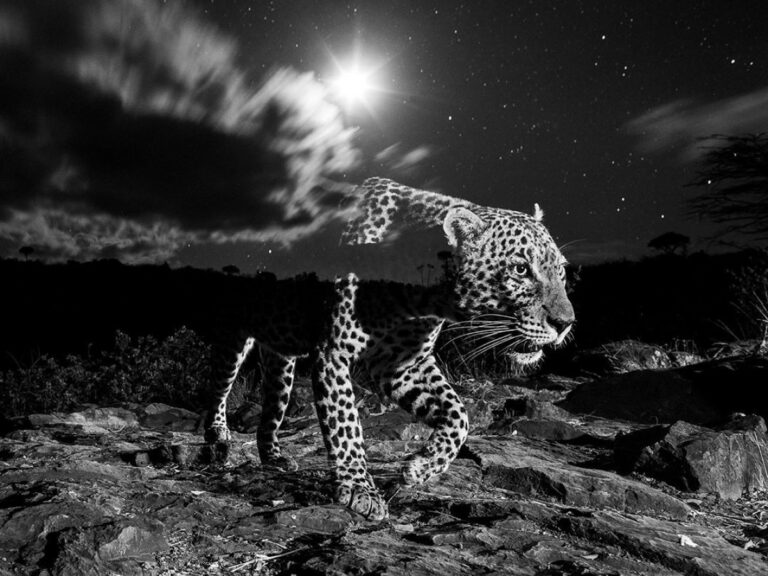'Ghost', Premi d'Honor MontPhoto 2021 (Will Burrard-Lucas)