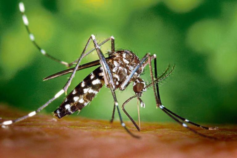 mosquit tigre la vanguardia