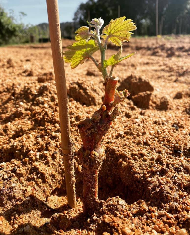 noves vinyes sant pere