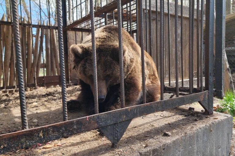 El veterinari lloretenc Robert Melero viatja a Ucraïna a salvar una ossa bruna