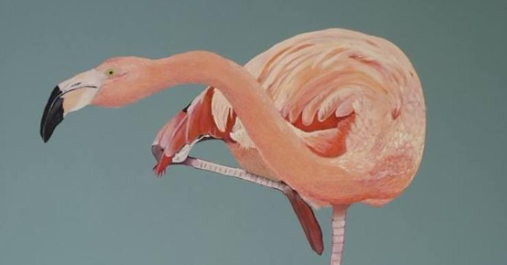 Els animals i la costa lloretenca, protagonistes de la nova exposició a l’Espai Marina