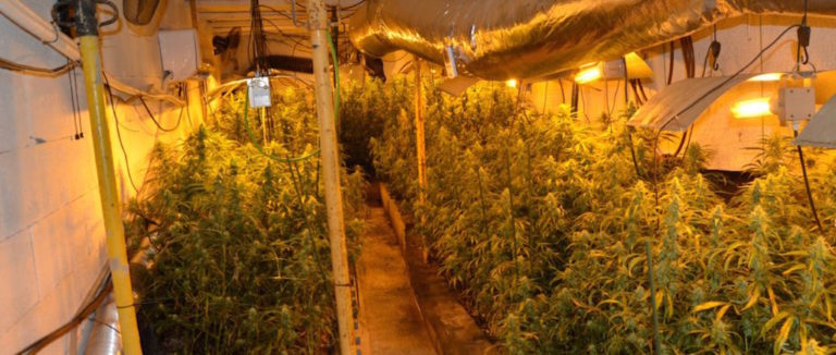Desmantellen a Lloret i Riudarenes un grup criminal dedicat al cultiu de marihuana