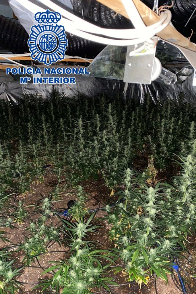 Una de les dues plantacions de marihuana (Policia Nacional)