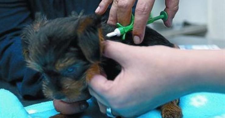 Campanya per posar el xip gratuïtament a totes les mascotes de Lloret