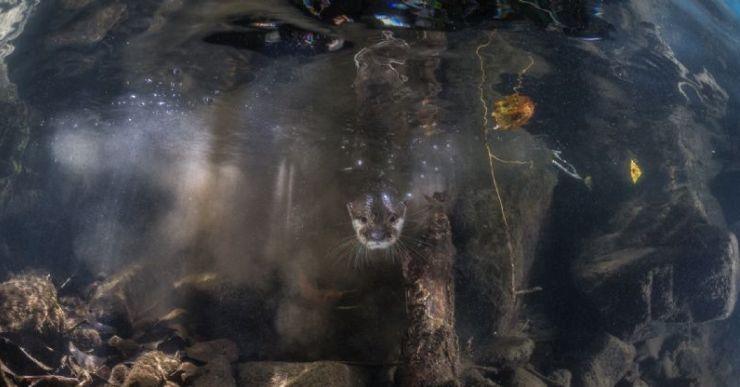L’exposició de les 113 imatges guanyadores de Montphoto es pot visitar tot l’octubre