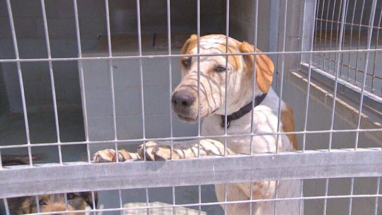 La campanya #SócDeLaFamília, en contra de l’abandonament de les mascotes, especialment a l’estiu