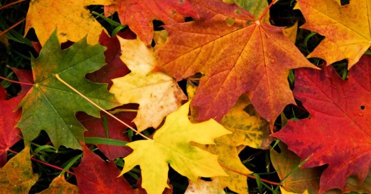 La tardor no començarà fins a la matinada d’aquest diumenge, 23 de setembre