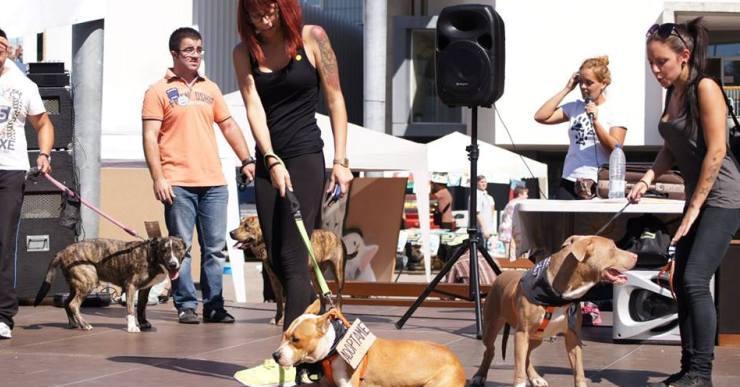 Segona jornada canina a Lloret de Mar organitzada per Tarracosbull, aquest diumenge