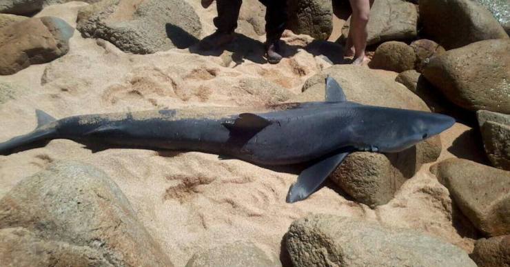 Troben un tauró de metre i mig a la platja de Santa Cristina