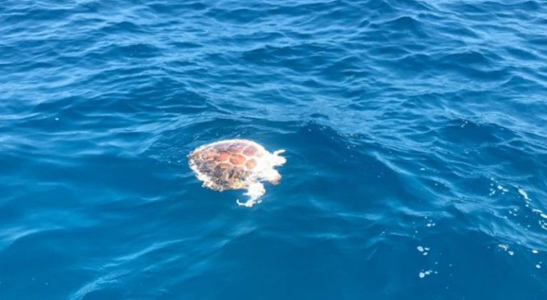 L’empresa Lloret Water Xtrem troba una tortuga babaua morta al mar, a davant de la platja gran
