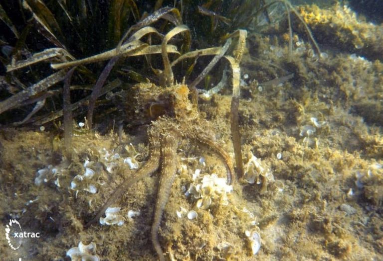 Descobrir la biodiversitat de la costa amb la campanya #RetornAlMar